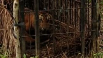 Harimau Sumatera yang Tertangkap di Pemukiman Warga Agam Diberi Nama Puti Maua