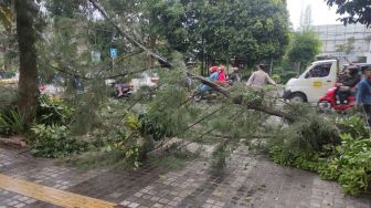 Tiga Kendaraan Tertimpa Pohon Tumbang di Jalan Diponegoro Bandung