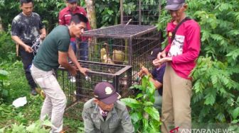 Beruang Masuk ke Pemukiman Warga di Pagar Alam , BKSDA Pasang 2 Perangkap