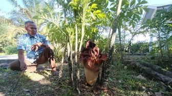 Empat Bunga Bangkai Tumbuh di Pekarangan Warga Siak, Ternyata Jenis Suweg