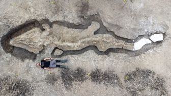 Fosil Naga Laut Raksasa Berusia 180 Juta Tahun Ditemukan