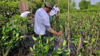 Melestarikan Mangrove Upaya Meredam Erosi Pesisir hingga Bencana Alam