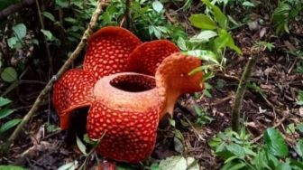 Satu Kuncup Bunga Langka Rafflesia Arnoldii Mekar Sempurna di Hutan Palupuh Agam
