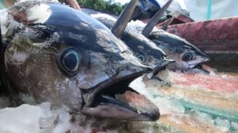 100 Ton Ikan Tuna Yellow Fins Kualitas Terbaik dari Papua Diekspor ke Jepang