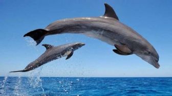 Wisatawan Dikejutkan dengan Kemunculan Lumba-lumba di Pantai Gopek Serang