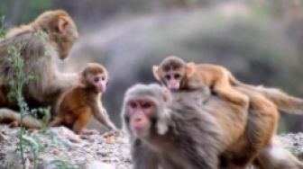 Ngeri! Tawuran Antar Geng Monyet Teror Kota di Thailand, Jumlahnya Ribuan