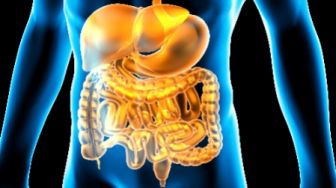 Mengenal Sistem Pencernaan Manusia dan Fungsi Tiap Organ, Mulai dari Mulut hingga Usus Besar