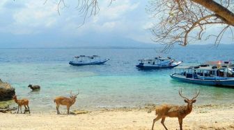 Pulau di Bali Barat Ini Dihuni Sejumlah Rusa Liar Dan Jadi Surganya Diving