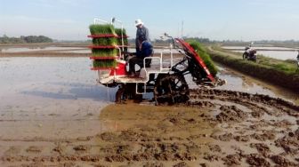 Terus Menyusut, Lahan Sawah Indonesia Berkurang 90.000 Hektare Tiap Tahun