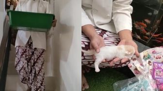 Viral Pria Bikin Prosesi Khusus Pemberian Nama Bayi Kucing, Warganet: Kucing Sultan