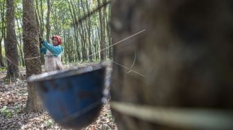 Ini Alasan Petani Sumsel Enggan Remajakan Kebun Karet: Harga Jual Kian Tak Menguntungkan