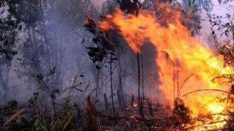 Kementerian LHK Gugat Perusahaan Pembakar Hutan Kalbar Rp 1 Triliun