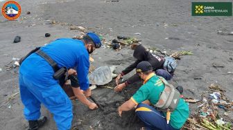 Seekor Penyu Hijau Mati Terdampar di Pantai Cangkring, Mulut Penuh Sampah