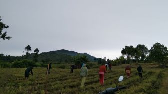 Kembali Buntu, Petani Sembalun Menolak Hasil Audiensi Pemrpov NTB Terkait PT SKE