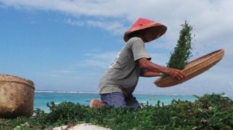 Harga Menjanjikan, Warga di Desa Kutuh Bali Pilih Budidaya Rumput Laut Ketimbang Karyawan Hotel