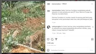 Viral, Ekskavator Mau Perluasan Lahan Sawit Dihadang Harimau, Warganet: Sedih Banget