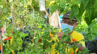 Dorong Peningkatan Pemenuhan Gizi Warga Kota Jogja, DPP Akan Tambah Kampung Sayur