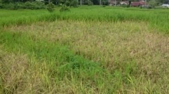 15 Hektare Lahan Sawah Diserang Hama Tikus, Warga Kabupaten Agam Gagal Panen