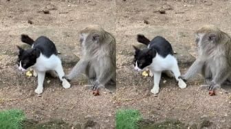 Drama Korea Lewat! Viral Asmara 'Dua Dunia' Monyet dan Kucing, Warganet: The Real Malu-malu Kucing