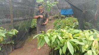 Terpuruk Sejak 2011, Petani Kakao di Lampung Timur Mulai Menyemai Harapan