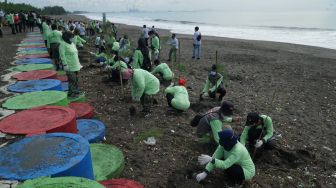 Ancaman Tsunami Mengintai Pesisir Pantai Selatan, 3.000 Pohon Cemara Laut Ditanam di Pantai Cilacap