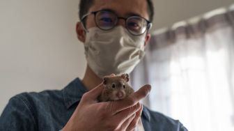 Cheung, anggota komunitas hamster online bermain dengan hamsternya yang berusia dua tahun di Hong Kong, pada (19/1/2022). [BERTHA WANG / AFP]