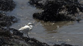 Seekor bangau berada di atas batu yang ditutupi dengan minyak di pantai di Provinsi Callao, Peru, pada (17/1/2022). [CRIS BOURONCLE / AFP]