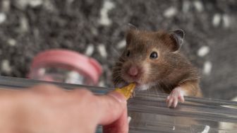 Hamster berusia dua tahun diberi pakan oleh pemiliknya Cheung, anggota komunitas hamster online di Hong Kong, pada (19/1/2022). [BERTHA WANG / AFP]