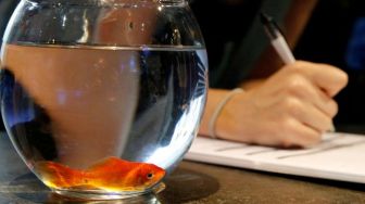 Bagi Para Pecinta Ikan Hias, Hindari Akuarium Mangkuk Sebab Bikin Ikan Gila dan Cepat Mati