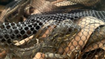 Karantina Pertanian Makassar Serahkan Puluhan Reptil Endemik Sulawesi Kepada BKSDA Sulawesi Selatan