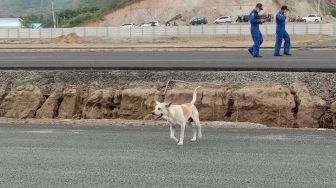 Pangandaran Diteror Anjing Liar, Belasan Domba Mati Diterkam