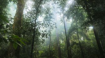 Ingin Jelajah Pedalaman Hutan Kalimantan? Simak Dulu Pesan Tokoh Dayak Wahea Ini