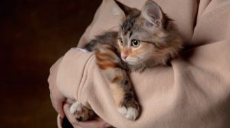 6 Cara Agar Kucing Betah di Rumah, Yuk Bikin Anabul Nyaman dengan Tips Mudah Berikut Ini