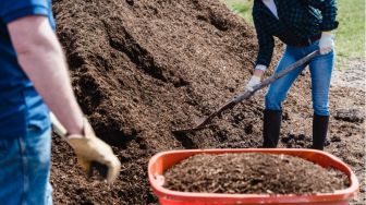 Pupuk Kimia Kian Mahal dan Langka, Petani Pagar Alam Siasati dengan Buat Pupuk Kompos