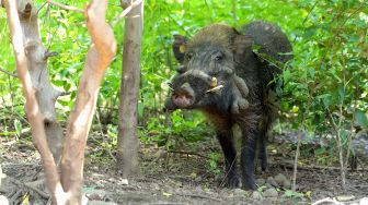 Seekor babi kutil (Sus verrucosus) berada di penangkaran Taman Nasional Baluran, Situbondo, Jawa Timur, Selasa (15/1/2022).  ANTARA FOTO/Budi Candra Setya