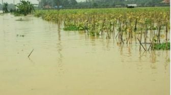 Ratusan Hektar Sawah di Sumsel Terendam Banjir, Benih Jadi Busuk