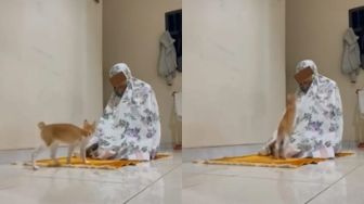 Viral Emak-emak Lagi Khusyuk Salat Diserang Kucing Oren, Auto Mengumpat Pakai Nada