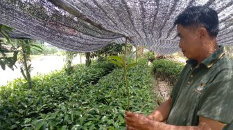 Dulu Pekerja Ilegal di Hutan TNWK, Sumari Tobat Beralih Jadi Pelestari Lingkungan lewat Mangrove