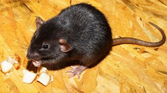 7 Racun Tikus Alami yang Bisa Dibuat di Rumah, Dijamin Ampuh dan Bahan-bahannya Tak Sulit Dicari