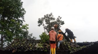 Puluhan Pohon Tumbang Akibat Cuaca Ekstrem Kemarin, BPBD Sleman Pastikan Nihil Korban Jiwa