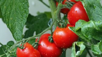 Cara Menanam Tomat di Polybag dari Pembibitan hingga Panen, Berikut 5 Langkah Mudahnya