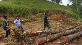 Heboh Aksi Penebangan Liar Kayu Hutan di Toba, Polisi Bergerak Tangkap 4 Pelaku