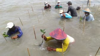 Dukung Pemulihan Ekonomi Nasional, 10.000 Bibit Mangrove Ditanam di Tirtayasa Serang