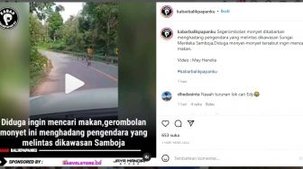 Geger! Segerombolan Monyet Hadang Pengendara di Samboja, Warganet Ramai Kaitkan dengan Edy Mulyadi: Cari Edy