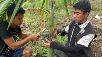 Ada Jejak Kaki Harimau Sumatera di Palembayan Agam, BKSDA Sumbar Pasang Kamera Jebak