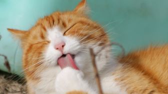 12 Fakta Unik Tentang Kucing, Catlovers Harus Tahu!