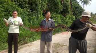 Hilang Harga Diri, Ular Piton Sepanjang 4 Meter Berhasil Ditangkap saat Mengintai Ternak, Malah Jadi Objek Swafoto