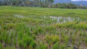 Petani di Pohuwatu Terancam Gagal Panen Gegara Limbah Tambang Emas: Kami Takut Lahan Tidak Bisa Ditanami Lagi