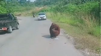 Viral! Orang Utan Turun ke Jalan Cari Makanan, Warganet Singgung Pemindahan Ibu Kota Negara