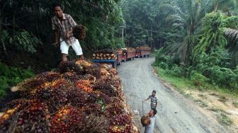 Petani Menjerit, Harga Sawit Riau Terjun Bebas usai Jokowi Larang Ekspor Minyak Goreng